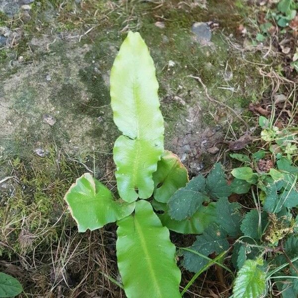 Asplenium scolopendrium Leaf