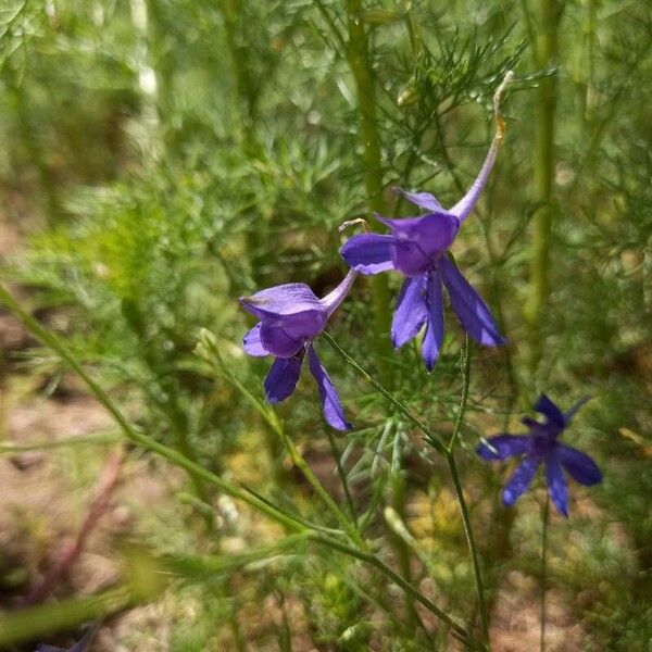 Delphinium consolida Кветка