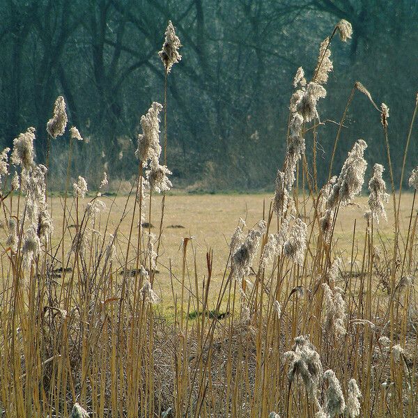 Phragmites australis Cvet