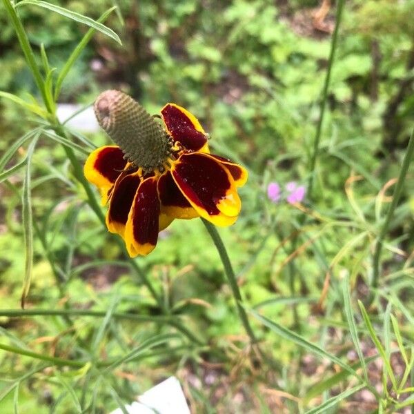 Ratibida columnifera Blomst