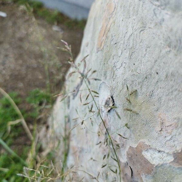 Eragrostis minor Flor