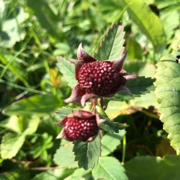 Comarum palustre Owoc