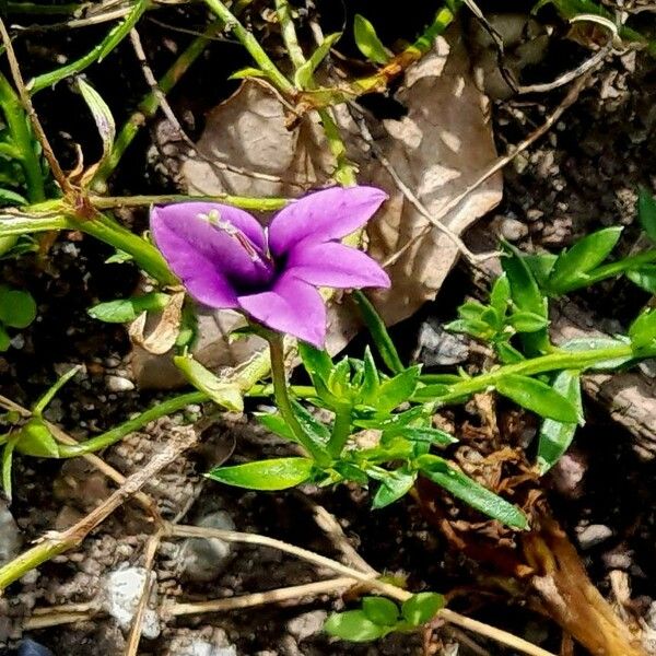 Monopsis unidentata Çiçek