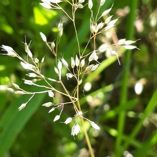 Aira caryophyllea Flower