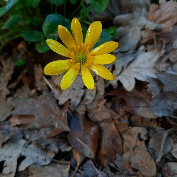 Ficaria verna Flor