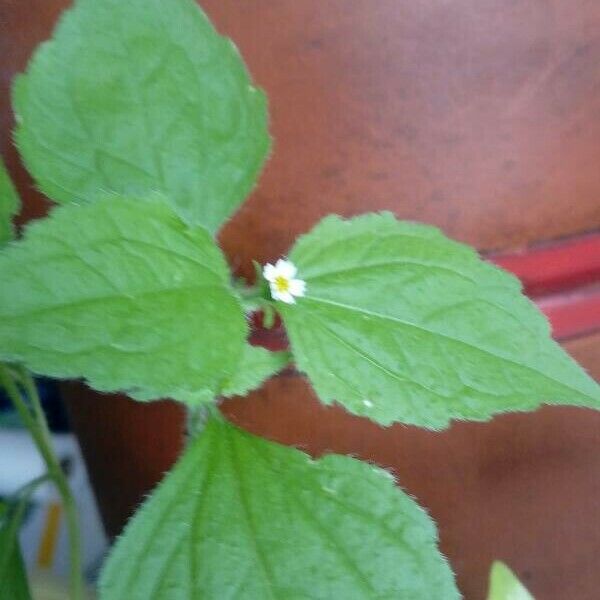 Galinsoga parviflora Flors