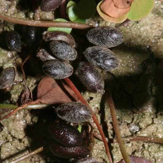 Marsilea quadrifolia Diğer