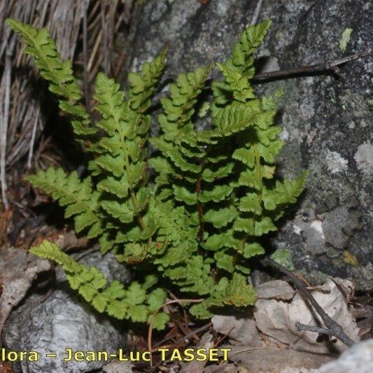 Woodsia alpina Vivejo