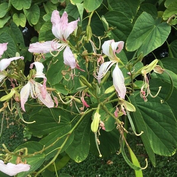 Bauhinia purpurea फूल