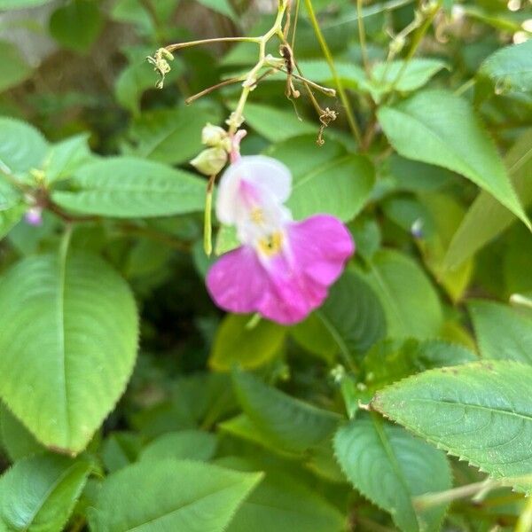 Impatiens balfouri Flor