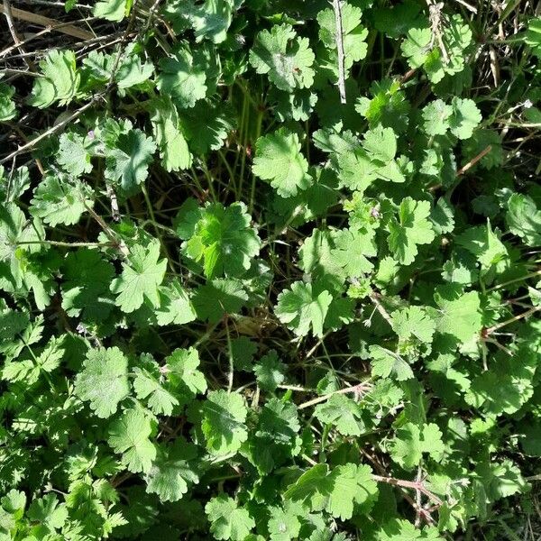 Geranium rotundifolium ശീലം