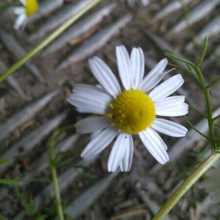 Anthemis cotula Blomst