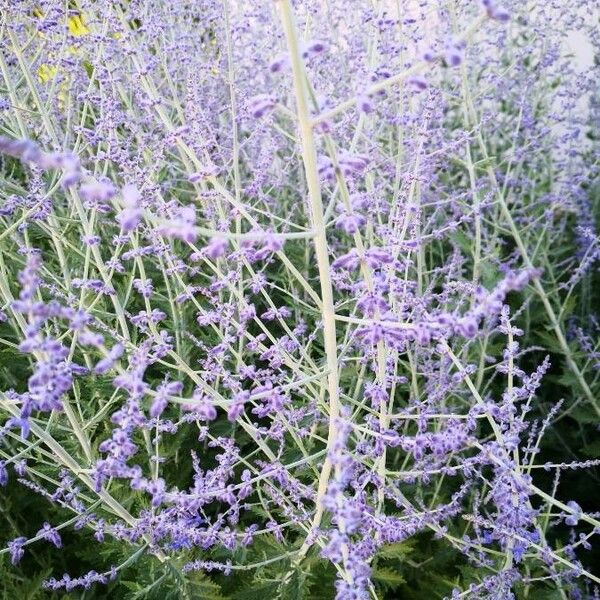 Salvia abrotanoides Other