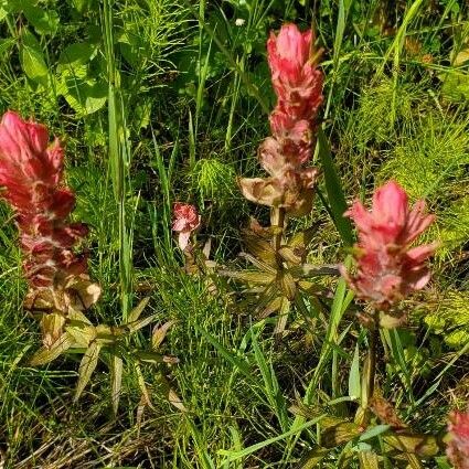 Castilleja parviflora Інше