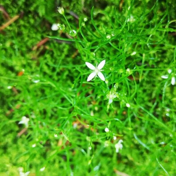 Moehringia muscosa Flower