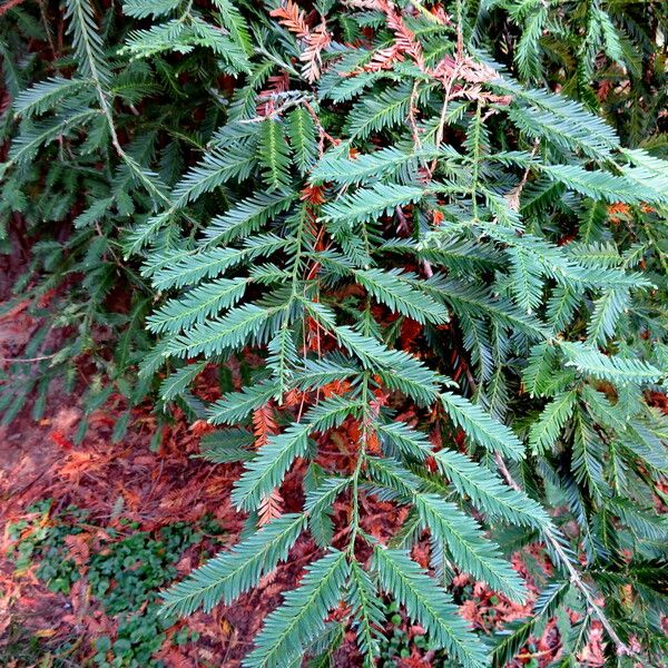 Sequoia sempervirens Leaf