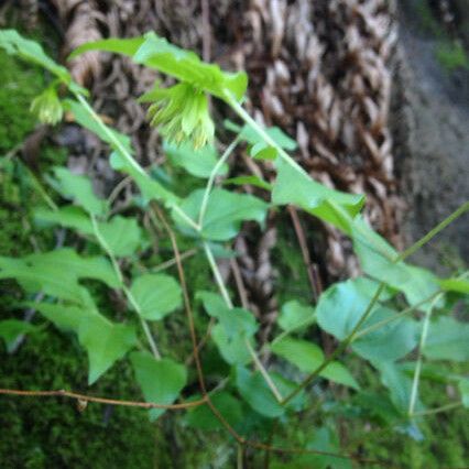 Prosartes hookeri Vekstform