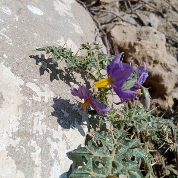 Solanum virginianum Blomma