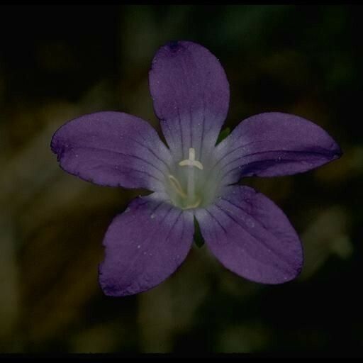 Githopsis pulchella Çiçek