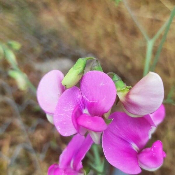 Lathyrus latifolius Bloem