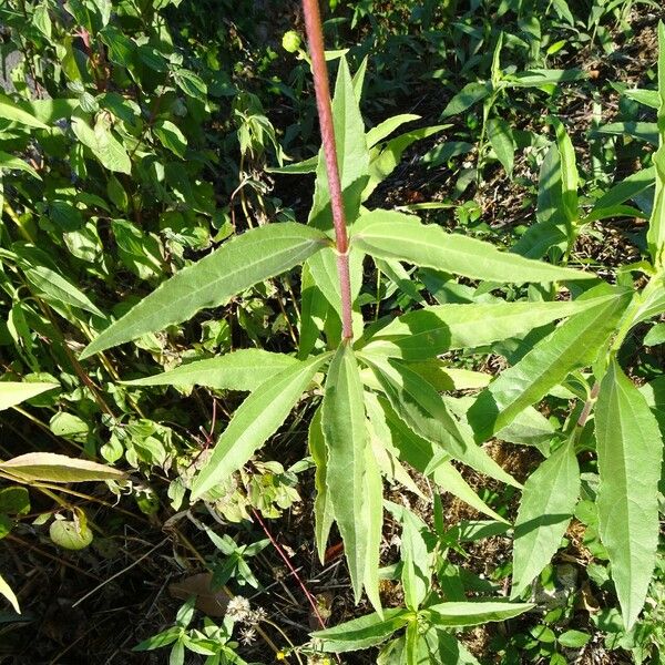 Helianthus pauciflorus Leaf