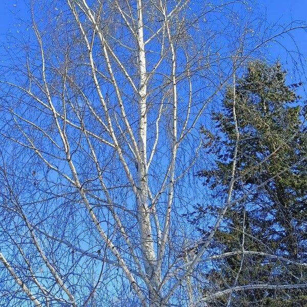 Betula pendula Cortiza