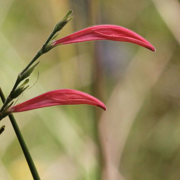 Dicliptera sexangularis Floare