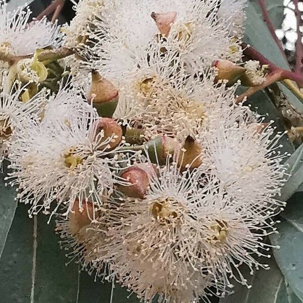 Eucalyptus camaldulensis Flower