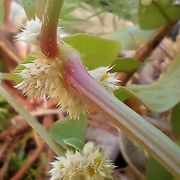 Alternanthera sessilis बार्क (छाल)