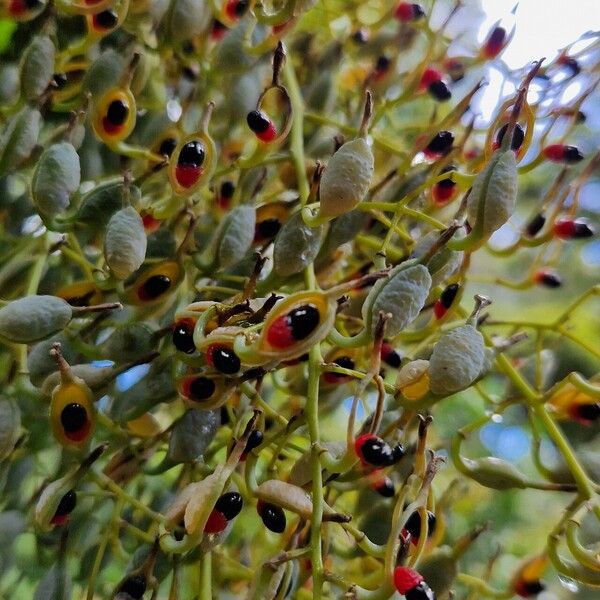 Bocconia frutescens Плод