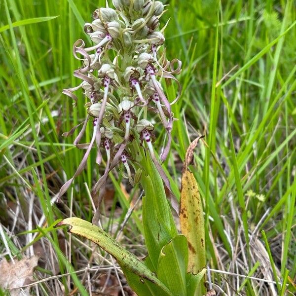 Himantoglossum hircinum موطن