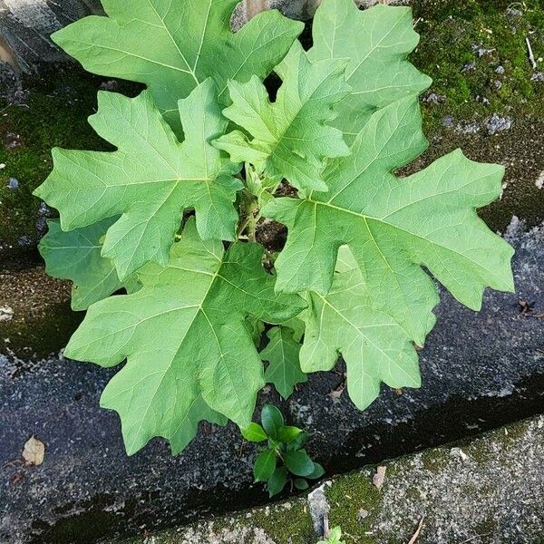 Solanum capsicoides পাতা