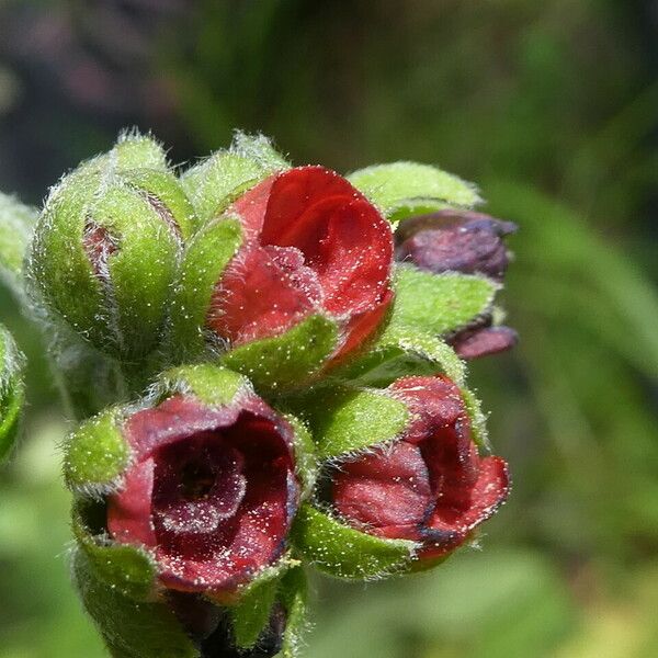 Cynoglossum officinale Kukka