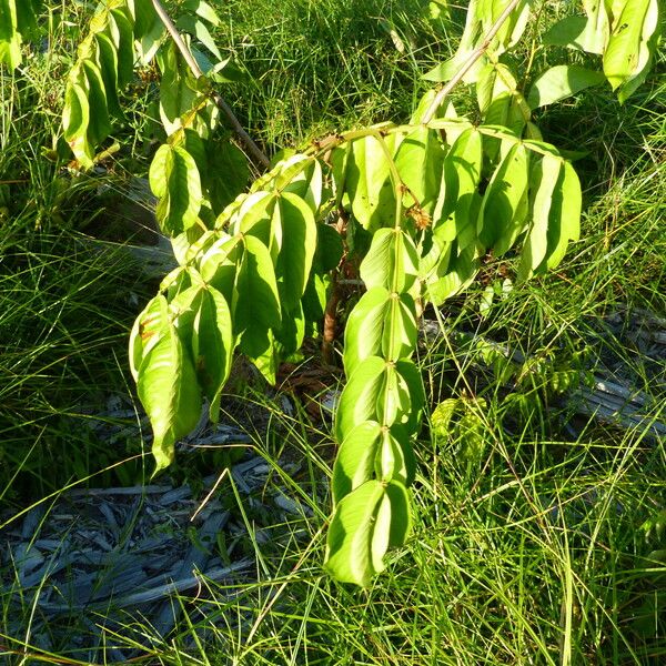 Inga edulis Folha