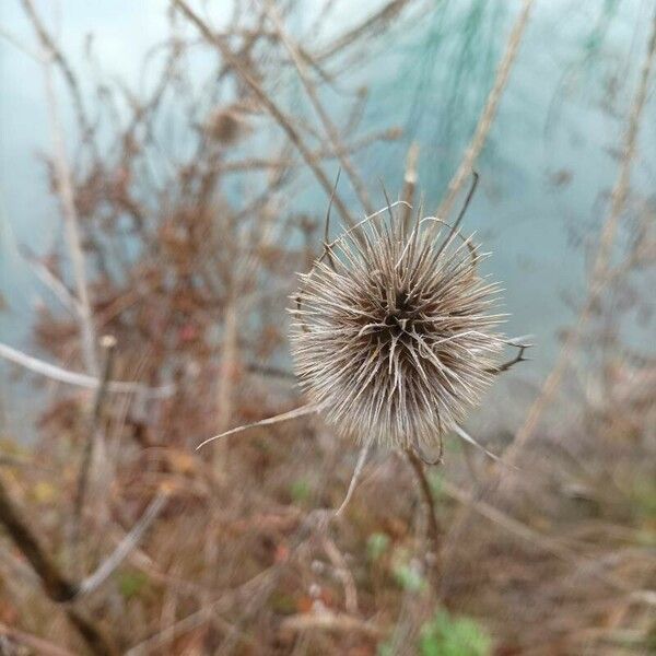 Dipsacus sativus Flower