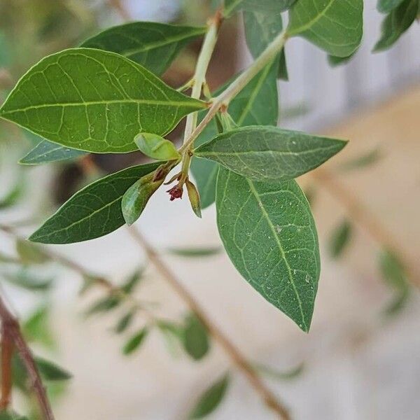 Lawsonia inermis Leaf