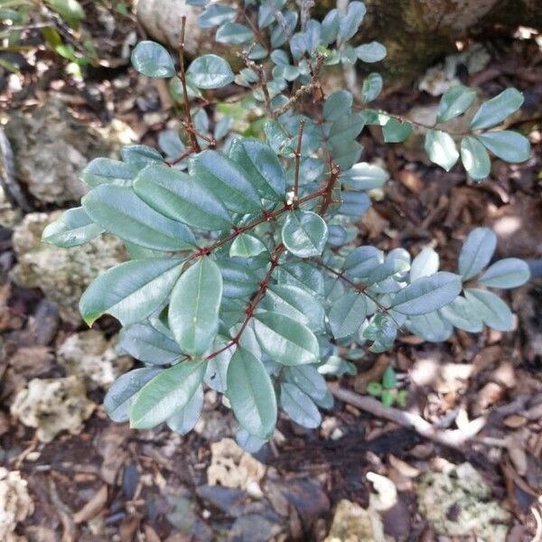 Zanthoxylum punctatum Blatt