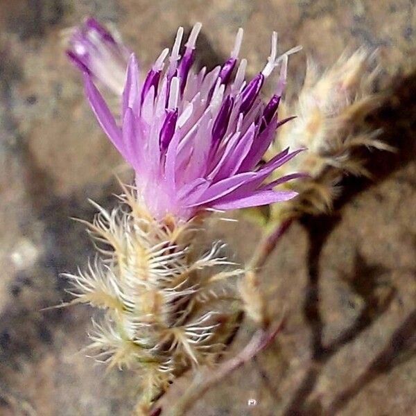 Centaurea virgata Flower