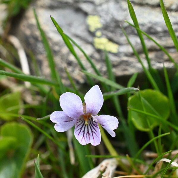 Viola palustris ফুল