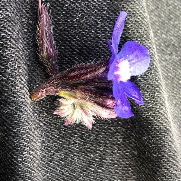 Anchusa azurea Flower