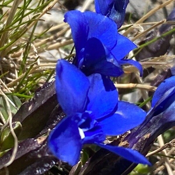 Gentiana brachyphylla Kukka