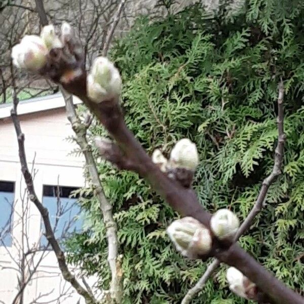 Prunus amygdalus Blomma