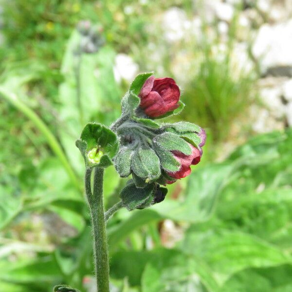 Cynoglossum officinale Blodyn