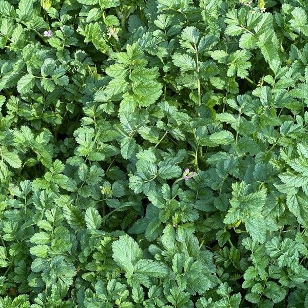 Erodium moschatum Leaf