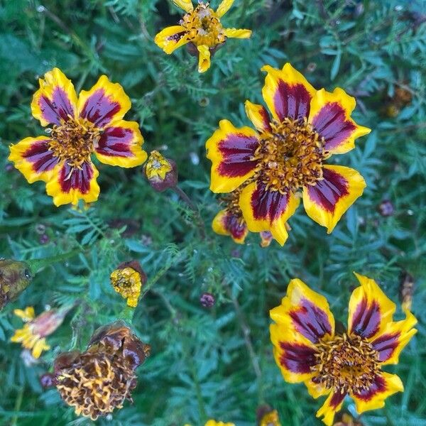 Tagetes erecta Plante entière