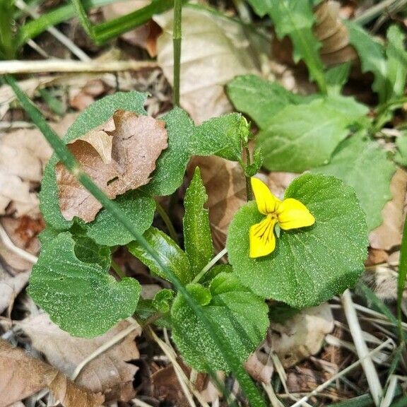 Viola biflora List