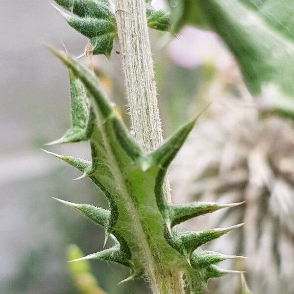 Echinops sphaerocephalus পাতা