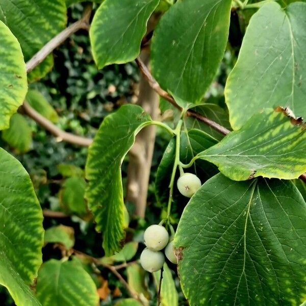 Styrax officinalis ᱛᱟᱦᱮᱸ