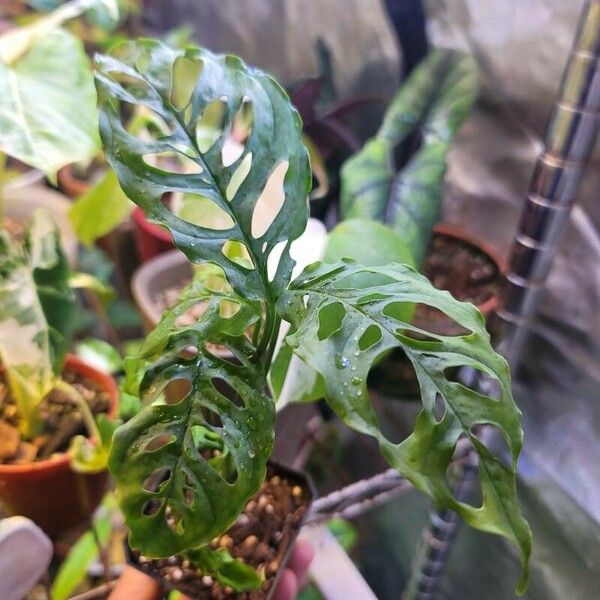 Monstera obliqua 叶