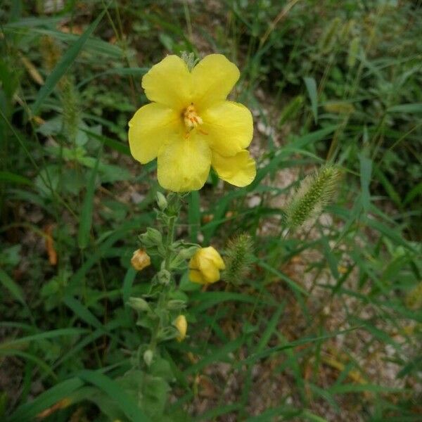 Verbascum phlomoides Квітка